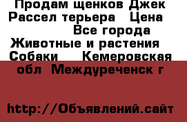 Продам щенков Джек Рассел терьера › Цена ­ 25 000 - Все города Животные и растения » Собаки   . Кемеровская обл.,Междуреченск г.